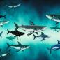 Preview: Panel French Swafing  Shark Tank kleine Haie by Thorsten Berger