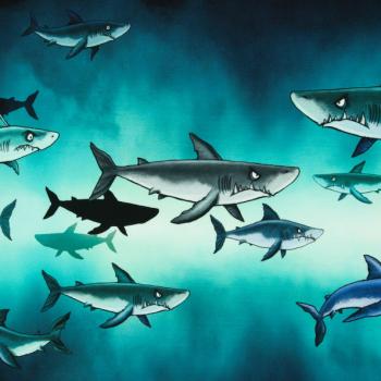 Panel French Swafing  Shark Tank kleine Haie by Thorsten Berger